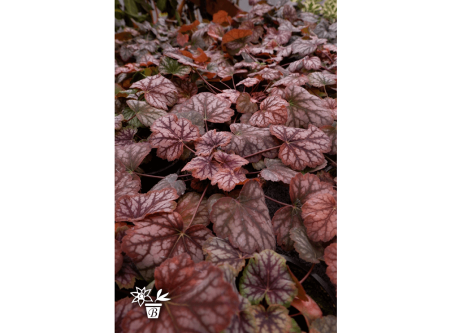 Heuchera americana   'Marvelous Marble Silver'